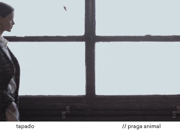 tapado // praga animal